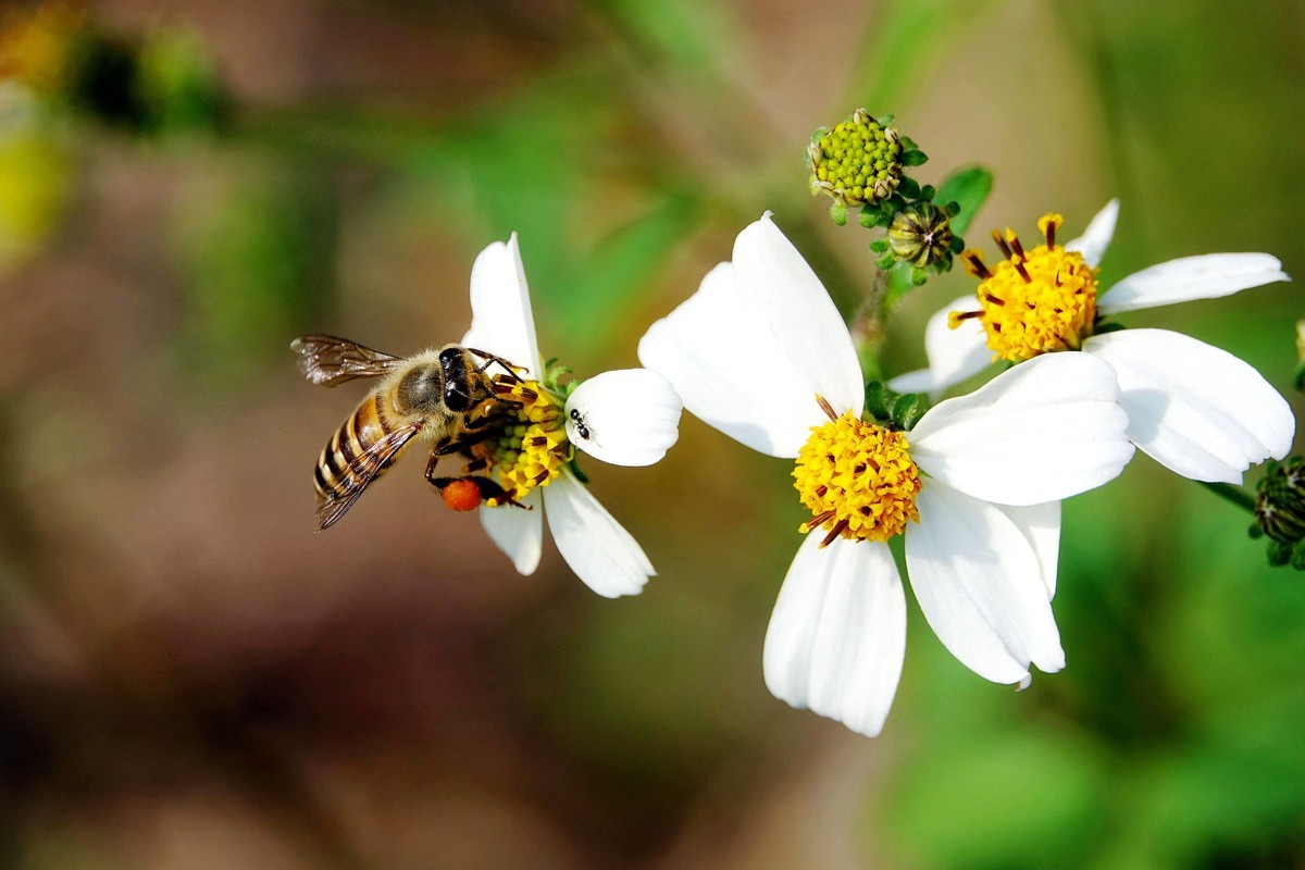 只有幾十只蜜蜂能不能繁殖起來（30只蜜蜂1只蜂王能繁殖嗎）