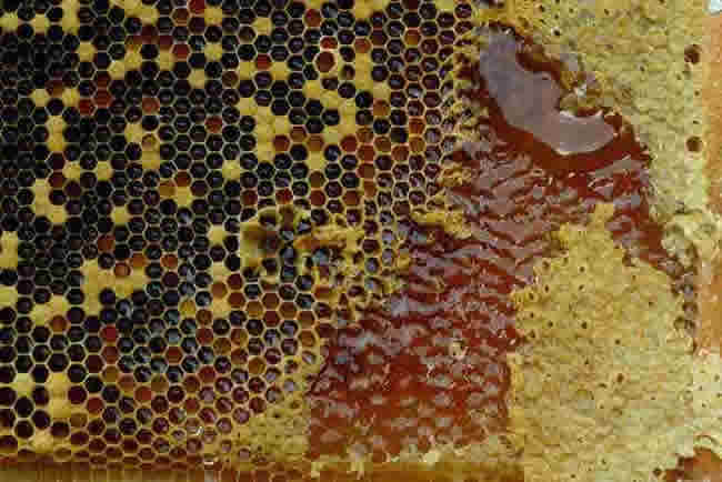 塑料巢礎怎么安裝? 塑料巢礎怎么安裝?