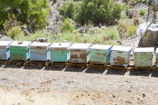 北方冬季如何喂養(yǎng)蜜蜂(北方養(yǎng)蜂越冬飼喂經(jīng)驗分享) 北方冬季如何喂養(yǎng)蜜蜂(北方養(yǎng)蜂越冬飼喂經(jīng)驗分享)