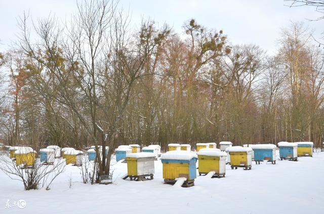 北方冬季如何喂養(yǎng)蜜蜂(北方養(yǎng)蜂越冬飼喂經(jīng)驗分享) 北方冬季如何喂養(yǎng)蜜蜂(北方養(yǎng)蜂越冬飼喂經(jīng)驗分享)