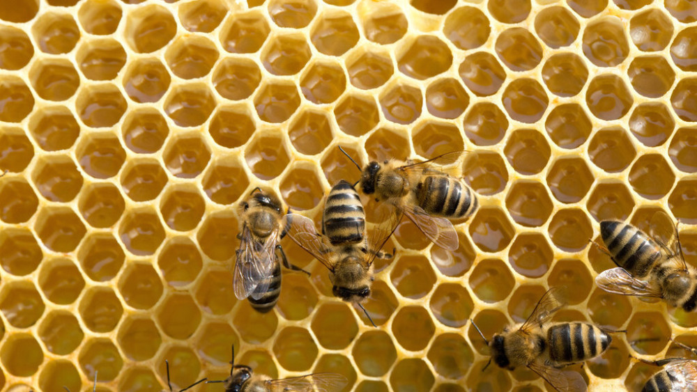 人工蜜蜂巢礎的制作方法(自制簡易巢礎) 人工蜜蜂巢礎的制作方法(自制簡易巢礎)