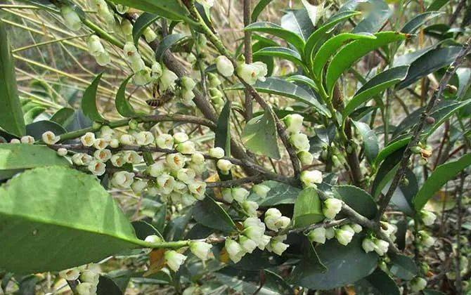 產(chǎn)蜜最多的蜜源植物有哪些?(高產(chǎn)蜜源植物介紹) 產(chǎn)蜜最多的蜜源植物有哪些?(高產(chǎn)蜜源植物介紹)