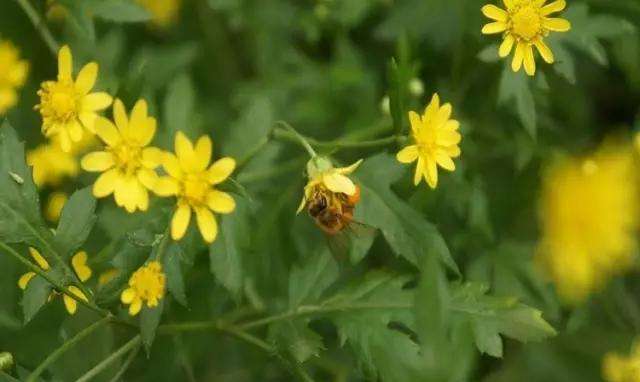 一箱蜜蜂一年能產(chǎn)多少蜂蜜？