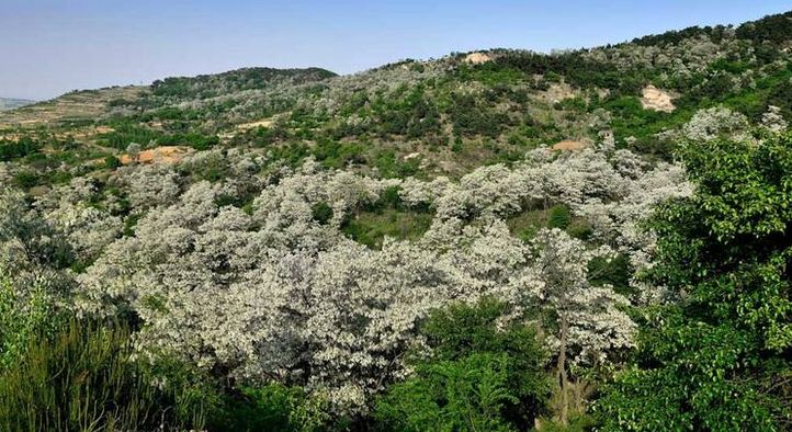 一箱蜜蜂一年能產(chǎn)多少蜂蜜？