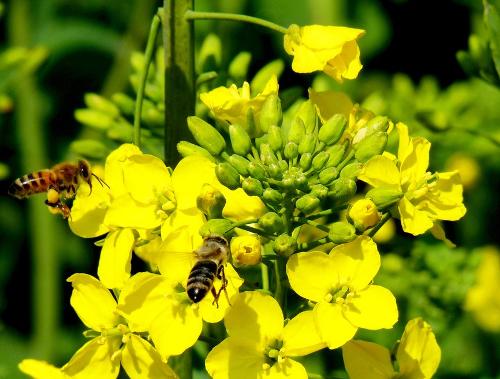 鄉(xiāng)下野外主要蜜源植物有哪些（5種農(nóng)村常見(jiàn)的蜜源植物）