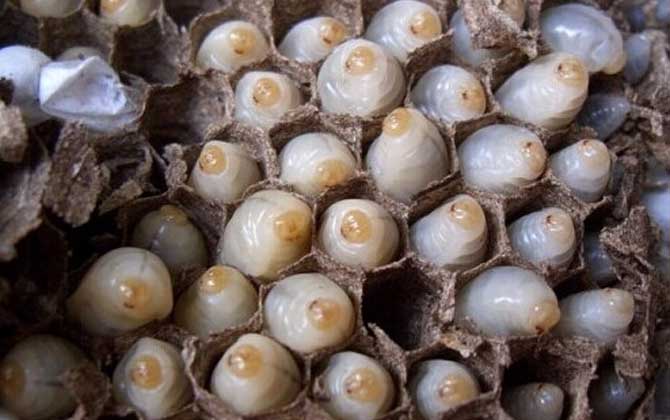 蜂蛹是什么東西變成的 蜂蛹是什么東西變成的