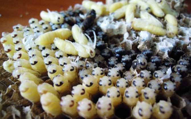 蜂蛹是什么東西變成的 蜂蛹是什么東西變成的