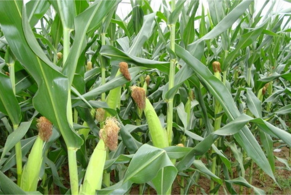 玉米是什么植物（玉米植物介紹和傳粉方式）