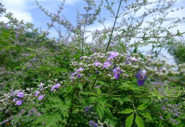 山東蜜源植物有哪些（山東蜜源植物表）