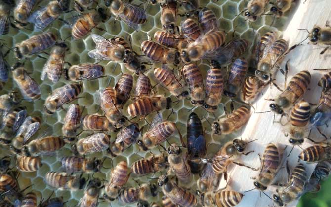 新蜂試飛和盜蜂怎么區分