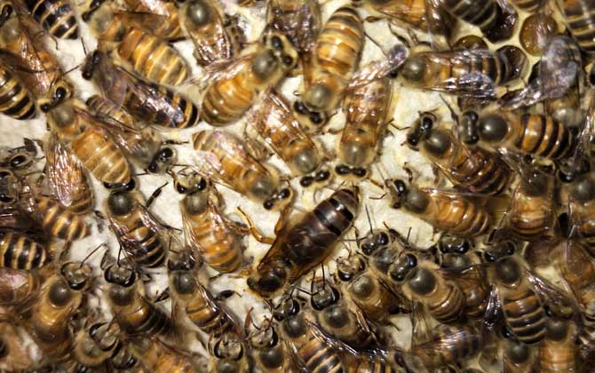 中蜂蜂王出售價(jià)格（2022年中蜂王價(jià)格）