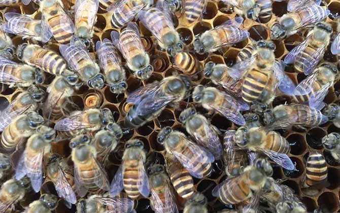 中蜂蜂王出售價(jià)格（2022年中蜂王價(jià)格）