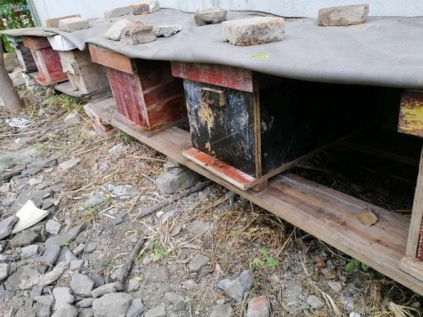 一個新手如何開始養蜂(新手要怎么開始養蜂) 一個新手如何開始養蜂(新手要怎么開始養蜂)