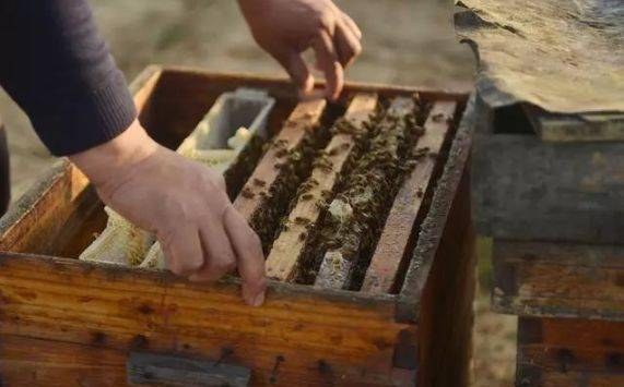 什么情況下加巢礎（加巢礎的正確方法）