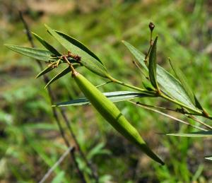 蜜源植物的種類及花期大全(十九種主要蜜源植物分布及花期) 蜜源植物的種類及花期大全(十九種主要蜜源植物分布及花期)