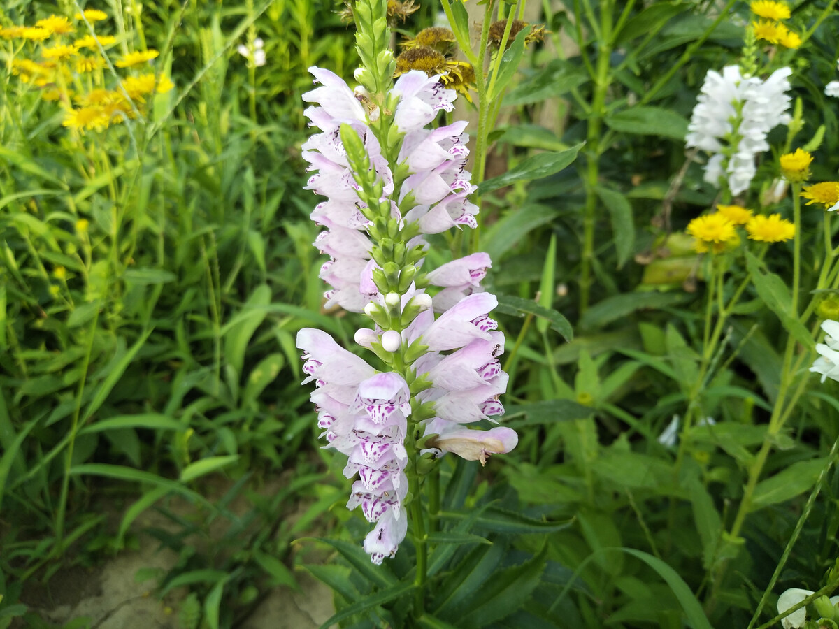 蜜源植物的種類及花期大全(十九種主要蜜源植物分布及花期) 蜜源植物的種類及花期大全(十九種主要蜜源植物分布及花期)
