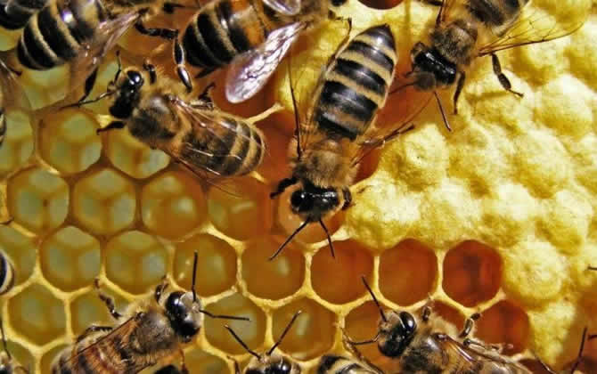 工蜂產的卵怎么處理 工蜂產卵