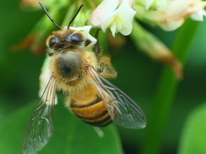 中蜂蜂箱全套什么價(中蜂箱全套30一40元價格如何) 中蜂蜂箱全套什么價(中蜂箱全套30一40元價格如何)