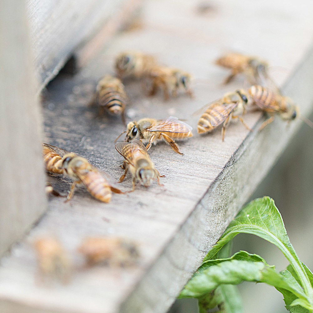 大蜂場怎么分群(蜜蜂怎樣人工分群) 大蜂場怎么分群(蜜蜂怎樣人工分群)