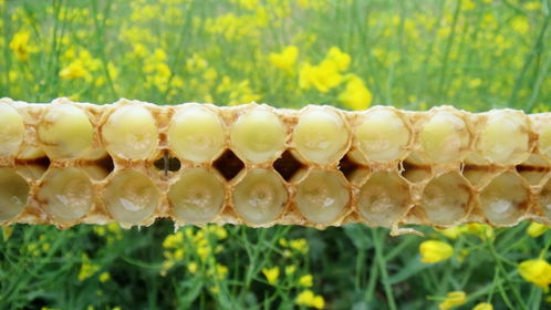 天然正宗蜂皇漿價格多少錢一斤(蜂皇漿的市場價是多少) 天然正宗蜂皇漿價格多少錢一斤(蜂皇漿的市場價是多少)