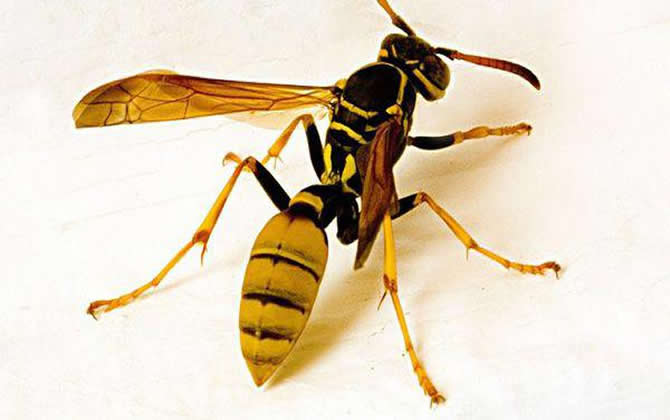 馬蜂(胡蜂)可不可以采蜜和釀蜜？(馬蜂和蜜蜂有什么不同)