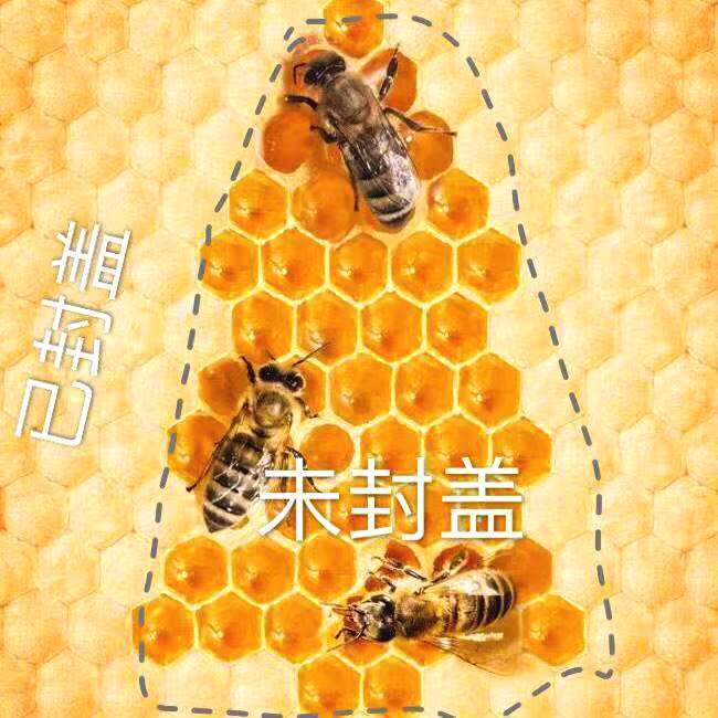 封蓋成熟蜂蜜與未封蓋蜜的區別? 封蓋成熟蜂蜜與未封蓋蜜的區別?
