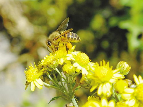 從偵查蜂能判斷當(dāng)天有蜂來嗎（偵查蜂誘蜂來蜂的征兆）
