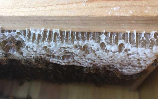 如何識(shí)別工蜂產(chǎn)卵（工蜂產(chǎn)卵怎么處理）