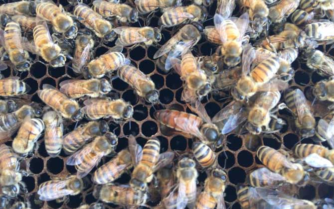 如何識(shí)別工蜂產(chǎn)卵（工蜂產(chǎn)卵怎么處理）
