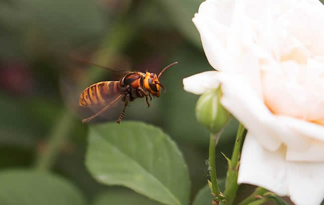 自然界中的馬蜂喜歡吃什么東西? 馬蜂喜歡吃什么東西