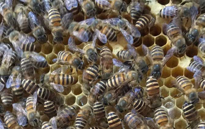 工蜂產卵喂蜂王漿能培育出蜂王嗎（工蜂產卵可以育王嗎）