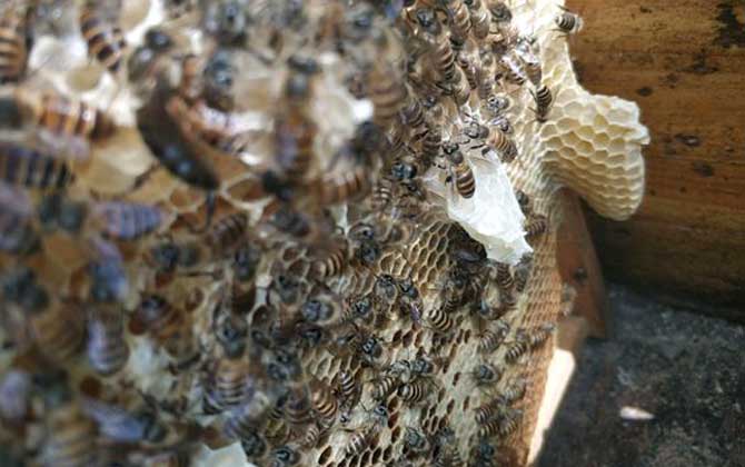 工蜂產卵喂蜂王漿能培育出蜂王嗎（工蜂產卵可以育王嗎）