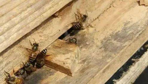 個(gè)人怎樣加入養(yǎng)殖合作社(個(gè)人養(yǎng)殖如何加入養(yǎng)殖合作社) 個(gè)人怎樣加入養(yǎng)殖合作社(個(gè)人養(yǎng)殖如何加入養(yǎng)殖合作社)