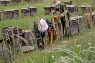 老式木桶養蜂怎么人工分蜂(木桶養蜂,如何進行人工分蜂) 老式木桶養蜂怎么人工分蜂(木桶養蜂,如何進行人工分蜂)