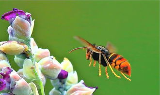 家里有牛角蜂怎么辦（家里來牛角蜂什么預(yù)兆）