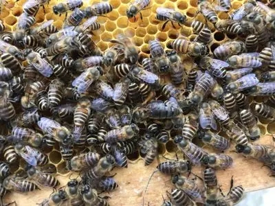 誘捕到工蜂能否介蜂王(買個蜂王能誘到蜂嗎) 誘捕到工蜂能否介蜂王(買個蜂王能誘到蜂嗎)