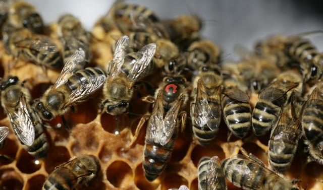 蜂王是如何誕生的(蜂王是哪里來的) 蜂王是如何誕生的(蜂王是哪里來的)