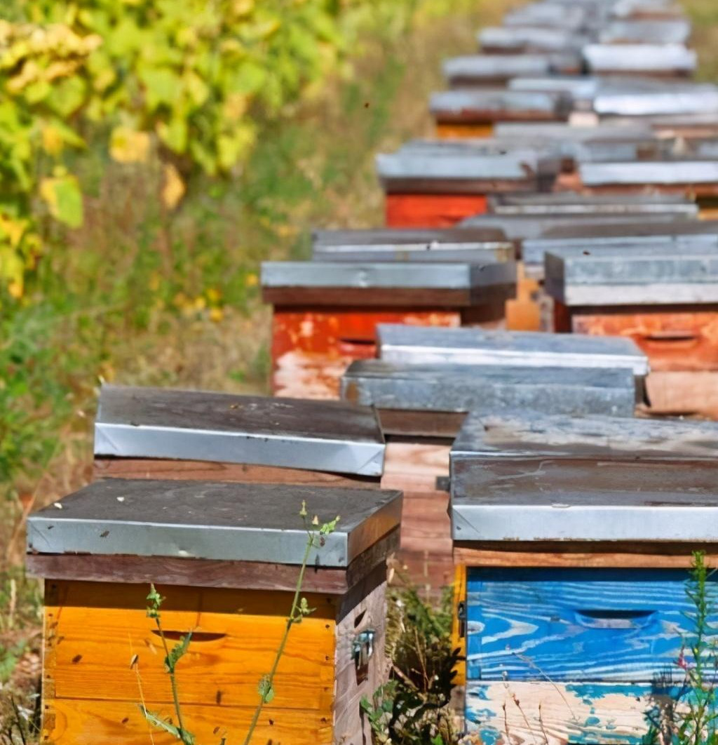 一個(gè)人最多能養(yǎng)多少箱蜜蜂 一個(gè)人最多能養(yǎng)多少箱蜜蜂