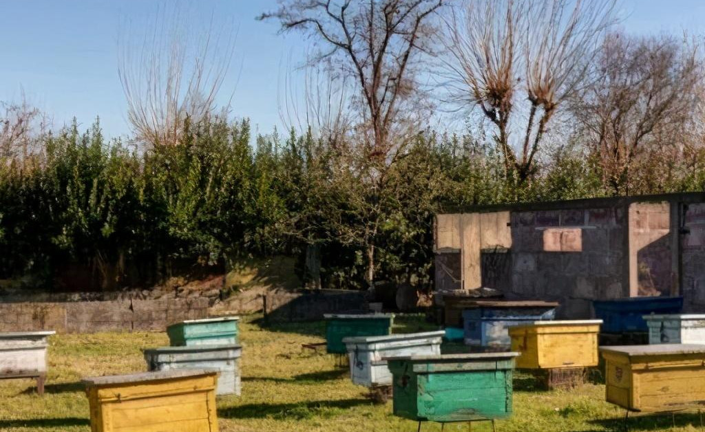 一個(gè)人最多能養(yǎng)多少箱蜜蜂 一個(gè)人最多能養(yǎng)多少箱蜜蜂