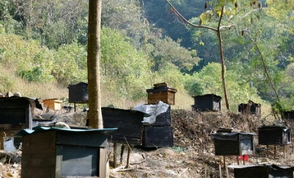 一個(gè)人最多能養(yǎng)多少箱蜜蜂(一個(gè)蜂場(chǎng)適宜養(yǎng)多少箱蜜蜂) 一個(gè)人最多能養(yǎng)多少箱蜜蜂(一個(gè)蜂場(chǎng)適宜養(yǎng)多少箱蜜蜂)