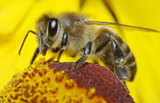 【蜜蜂知識(shí)】野生蜜蜂的養(yǎng)殖方法 野生蜜蜂的養(yǎng)殖方法
