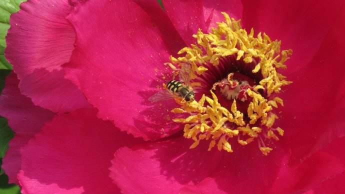 【蜜蜂知識(shí)】野生蜜蜂的養(yǎng)殖方法 野生蜜蜂的養(yǎng)殖方法