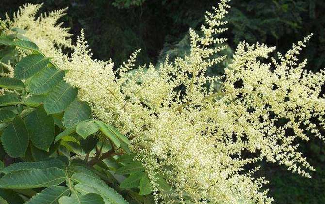 五倍子花什么時候開始流蜜（五倍子幾月份開花流蜜）