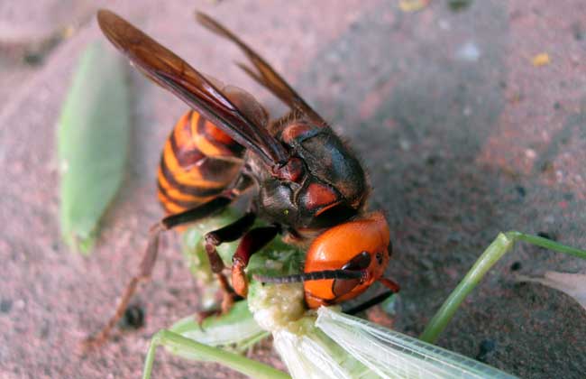 松丹二號與松丹一號哪個好（松丹一號蜂王與松丹二號蜂王區別）
