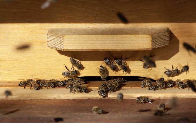 荊條流蜜期意蜂雙王群管理(意蜂怎樣組織雙王群) 荊條流蜜期意蜂雙王群管理(意蜂怎樣組織雙王群)