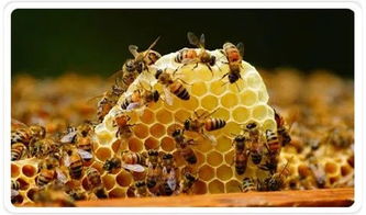 阿壩中蜂蜂蜜怎么樣(阿壩中蜂有什么特點(diǎn)) 阿壩中蜂蜂蜜怎么樣(阿壩中蜂有什么特點(diǎn))