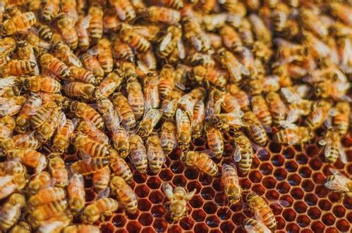 蜜蜂分家蜂王帶走的是老蜂還是新蜂(蜜蜂分蜂帶走的蜜蜂規模) 蜜蜂分家蜂王帶走的是老蜂還是新蜂(蜜蜂分蜂帶走的蜜蜂規模)