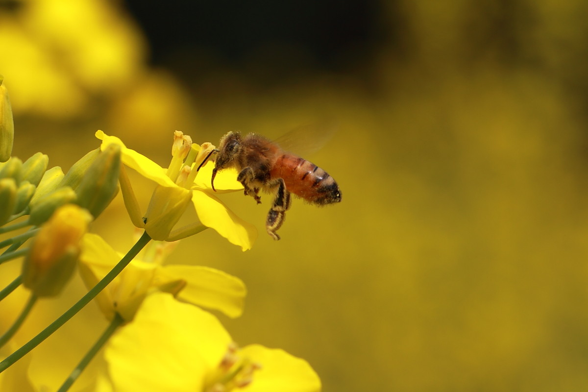 土蜂和蜜蜂的區別是什么?(中蜂和土蜂是一樣嗎) 土蜂和蜜蜂的區別是什么?(中蜂和土蜂是一樣嗎)