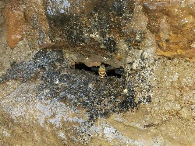 誘蜂箱能誘到幾公里的蜜蜂(誘蜂箱誘蜂絕巧) 誘蜂箱能誘到幾公里的蜜蜂(誘蜂箱誘蜂絕巧)