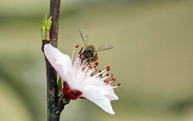 急造王臺出的蜂王能要嗎? 急造王臺出的蜂王能要嗎?